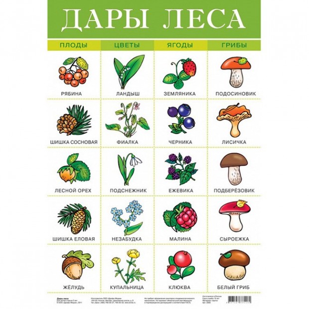 Плакат Дары леса 2093 Плакат Дары леса 2093