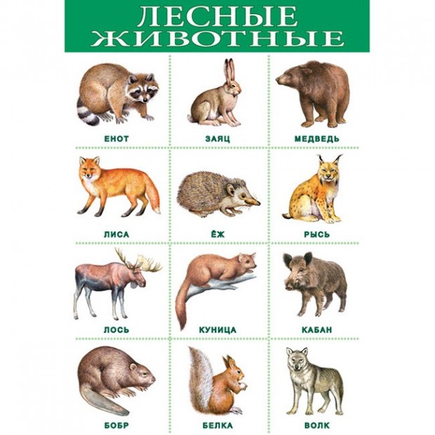 Плакат Лесные животные 1919 Плакат Лесные животные 1919