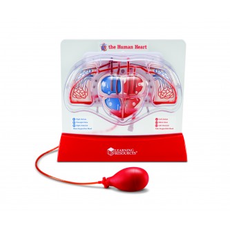 Развивающая игрушка "Cердечно-сосудистая система"